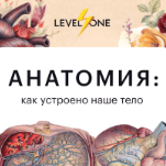 Анатомия: как устроено наше тело