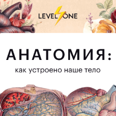 Анатомия: как устроено наше тело