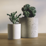 Горшечные растения