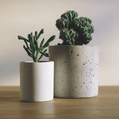 Горшечные растения