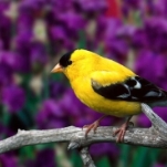 Абонемент на вебинары (12 мес)