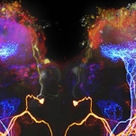 Химия мозга: как молекулы управляют желаниями