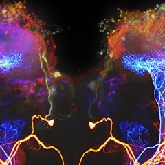 Химия мозга: как молекулы управляют желаниями