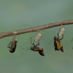 Как мы умираем: биология смерти