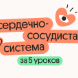 Сердечно-сосудистая система за 5 уроков