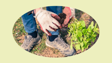 rasteniya-nelzya-virasivat-na-dace