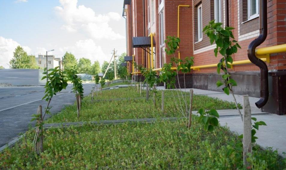 Сирень