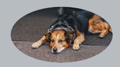 За жестокое обращение с животными предложили штраф до 1 млн рублей