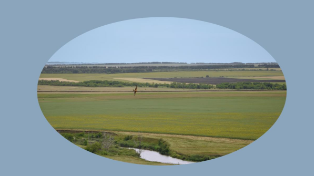 Коровьи слёзы: смерть 100 000 коров за неделю может оставить сёла РФ без молока